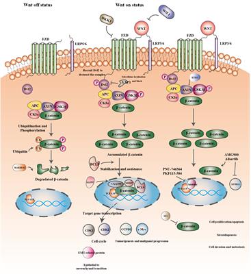 Wnt/β-catenin signaling pathway in the tumor progression of adrenocortical carcinoma